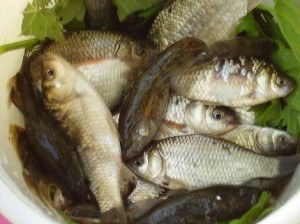 sposoby-xraneniya-zhivoj-ryby