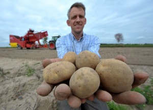 Potato harvest in Lower Saxony