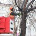 В Тюмени начали осеннюю обрезку деревьев — приведут в порядок 17 тысяч зеленых насаждений