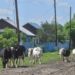 Еще в одной деревне Тюменской области сняли карантин по бешенству
